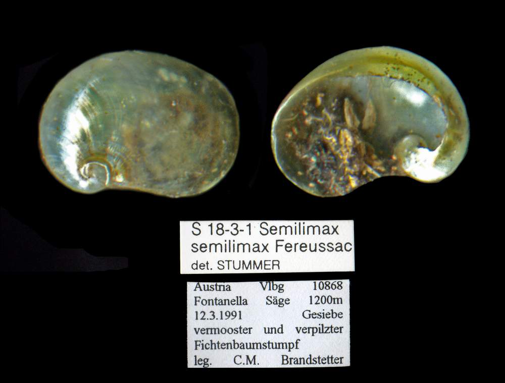 Vitrinidae Semilimax (Semilimax) semilimax (Frussac, 1802)